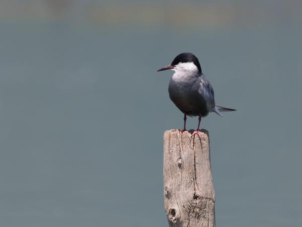 <h3>Chlidonias&nbsp;hybrida / Whiskered&nbsp;tern / Witwangstern</h3>OM-1 Mark II met OLYMPUS M.150-400mm F4.5 TC, 1/2000 sec  bij F5.6, ISO 500, afstand 39.2&nbsp;m
